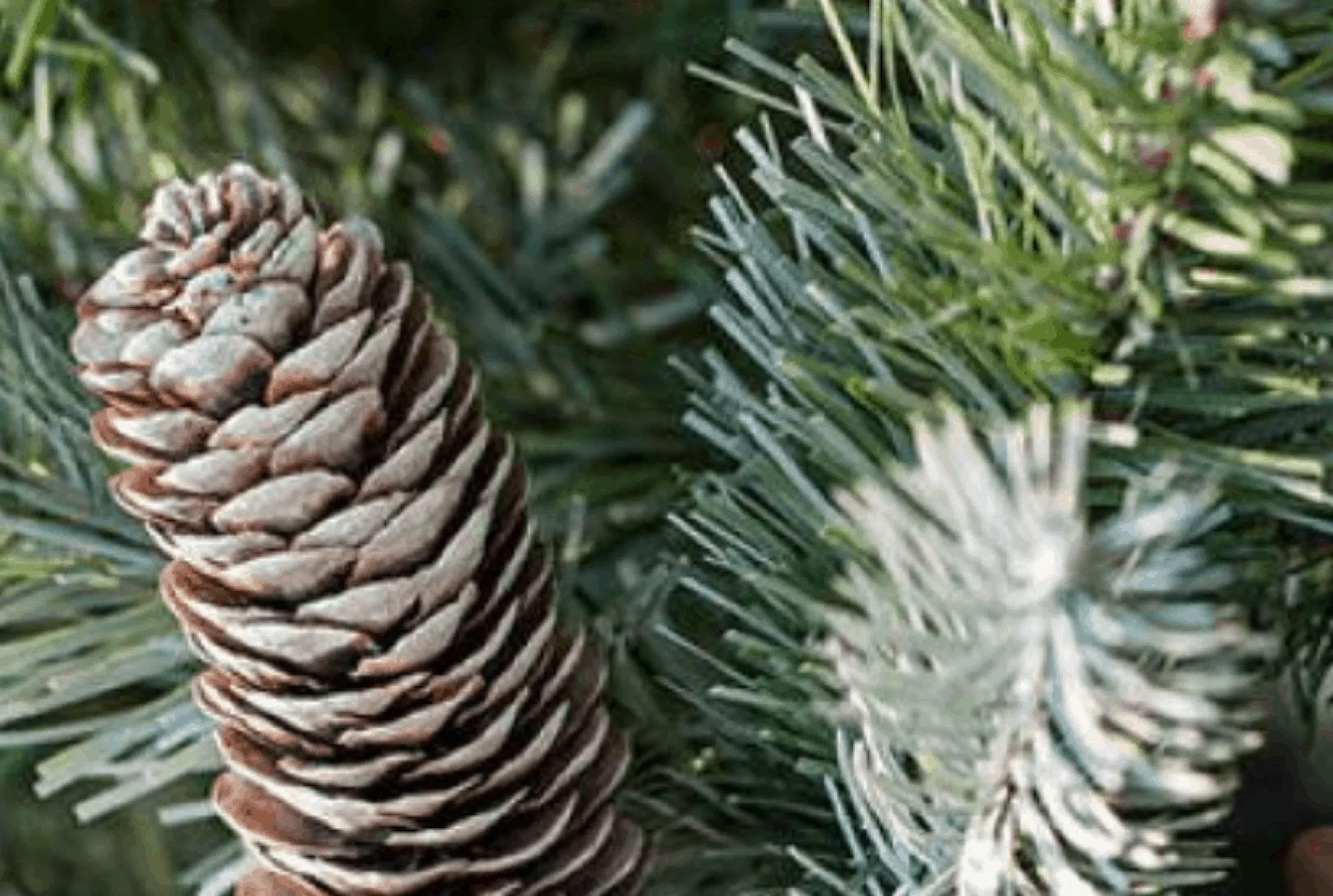 7.5Ft Feel Real Frosted Colorado Spruce Artificial Christmas Tree*Christmas Land Best